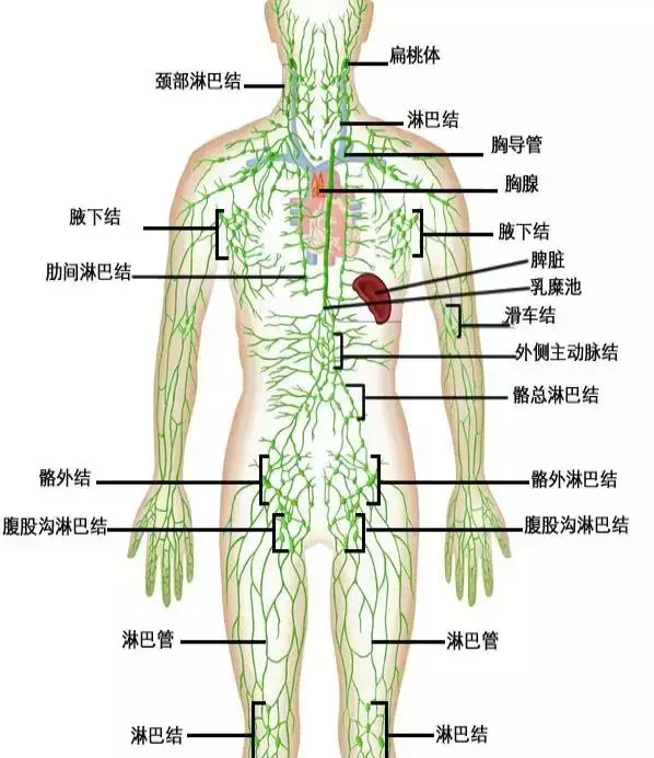 人体上半身有400多个,光在颈部就有300多个;(按部位分:颈部,腋下,腹股